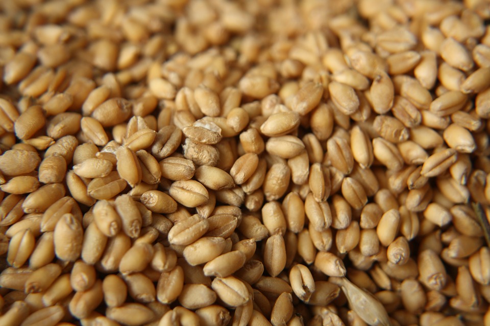 grains.jpg 